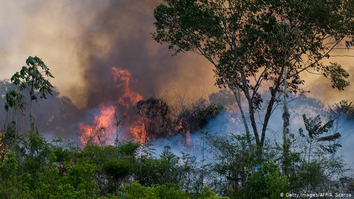 Pentingnya Hutan Amazon